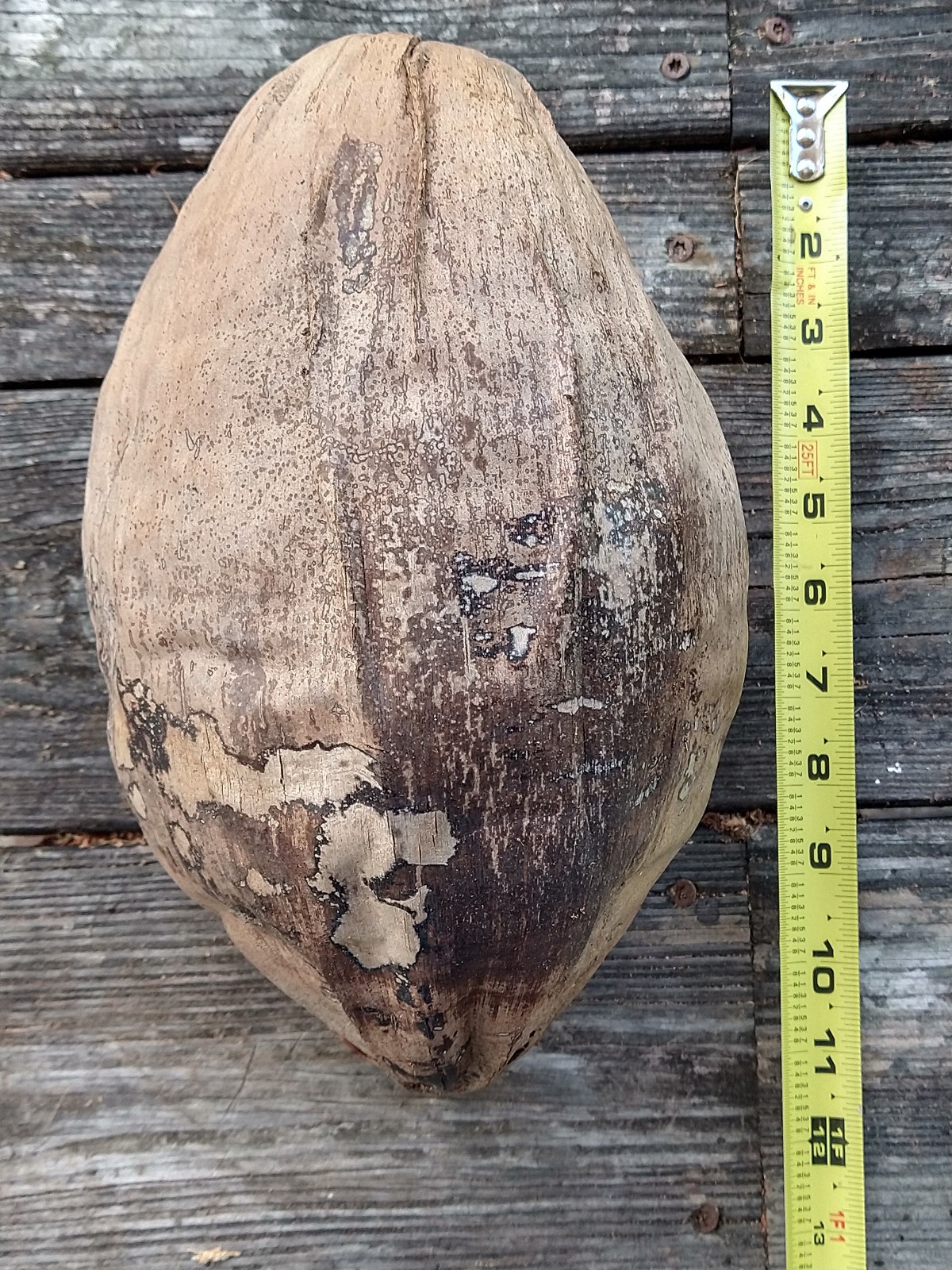 Huge 11″ Natural Dried Coconut Shell Whole Husk | XL Rustic Tiki Decor & Crafts