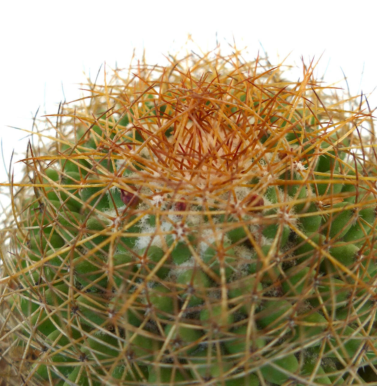 Mammillaria parkinsonii REP 2363 Pena Miller, Querétaro, Mexico –
