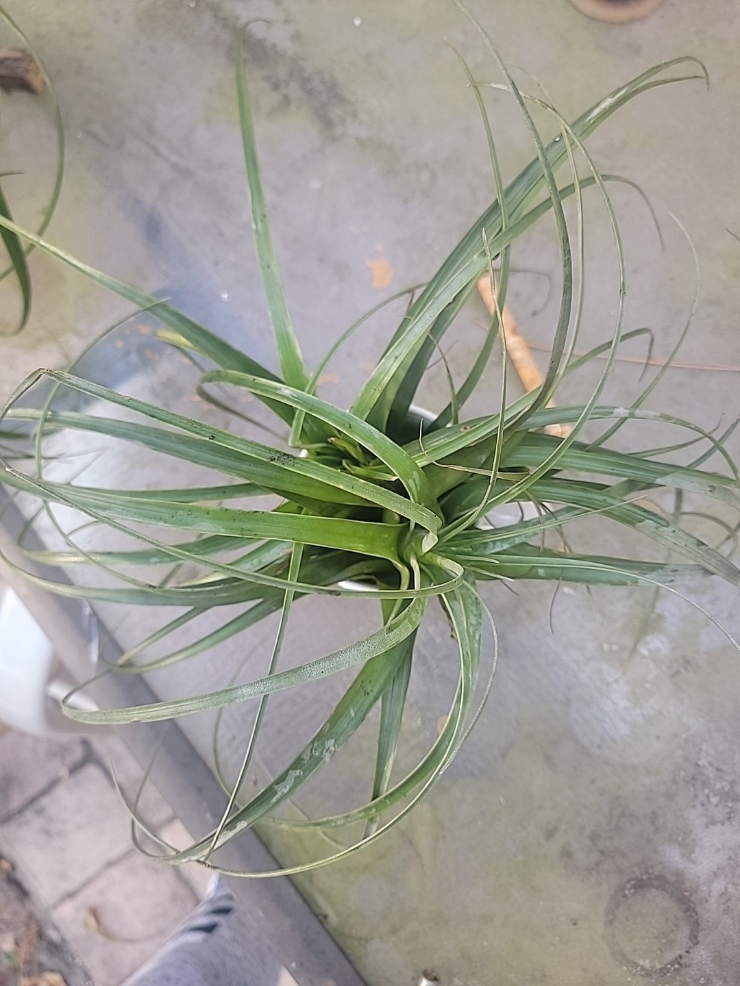 Tillandsia gardneri Homemade garden decor outdoor indoor air plants hangable
