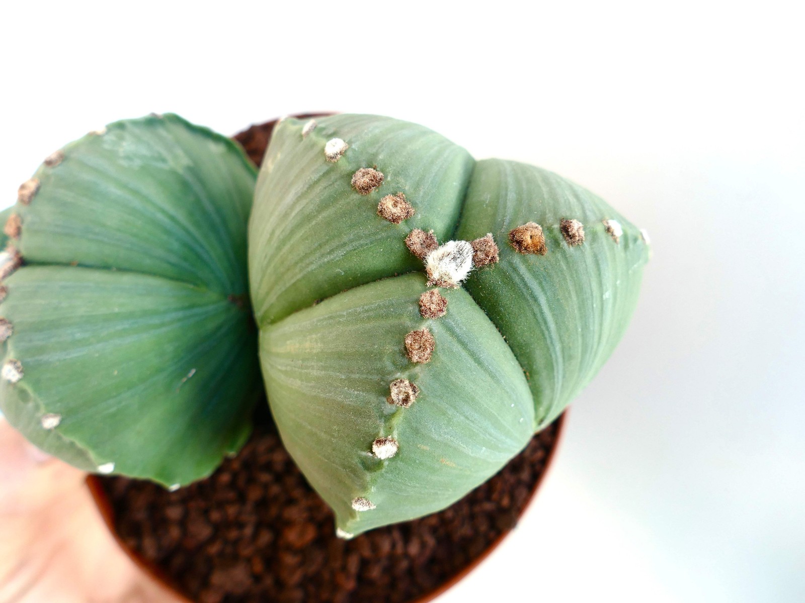 Astrophytum myriostigma var. tricostatum SEEDS – Rare Cactus SEEDS