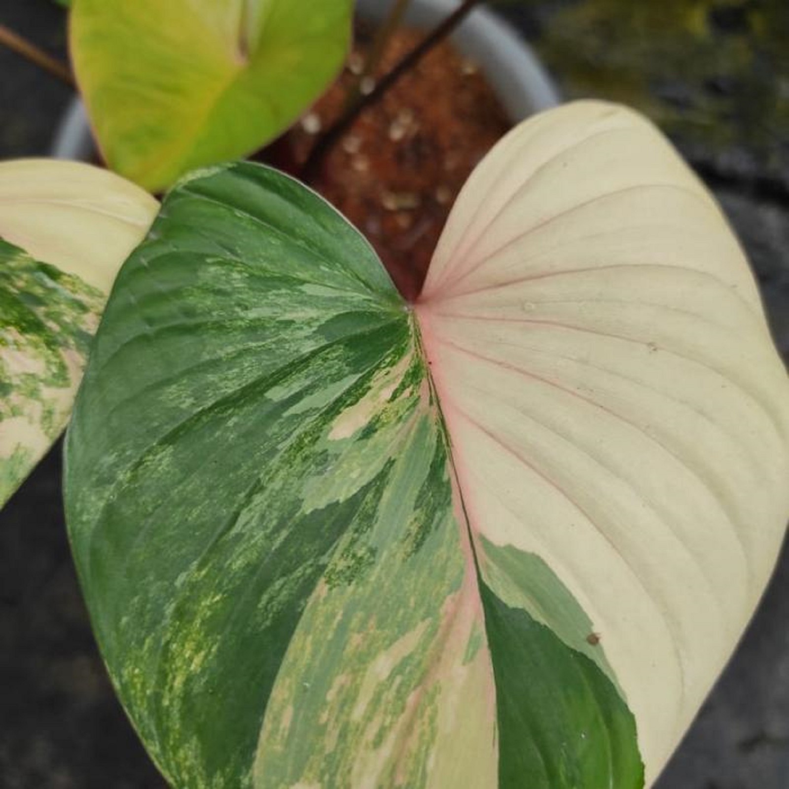 Homalomena Rubescens Variegated Rare Variegated Aroid Indoor Tropical