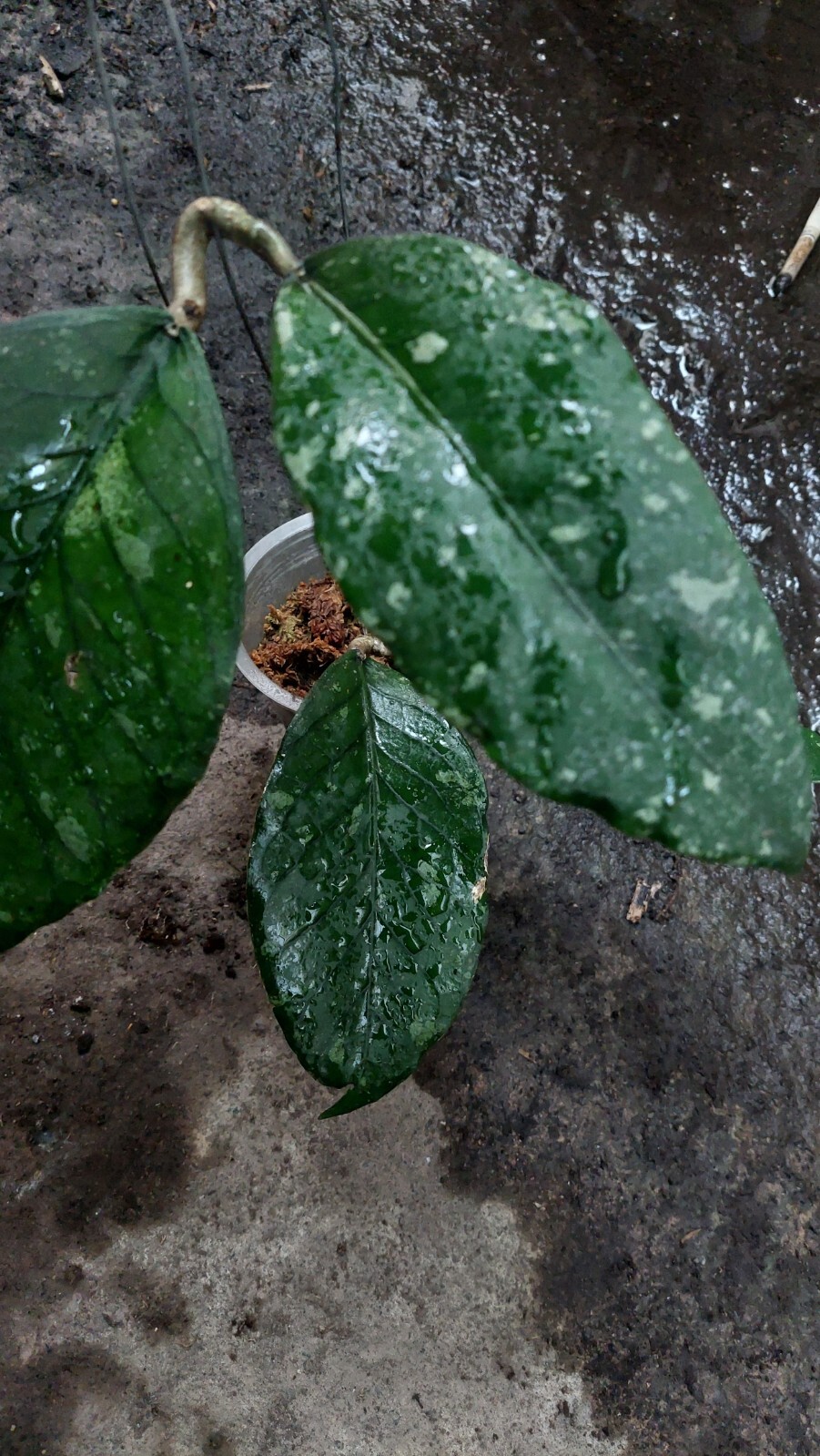 Promo Hoya Sp Aceh Very Rare Free phytosanitary Ship By DHL Express.