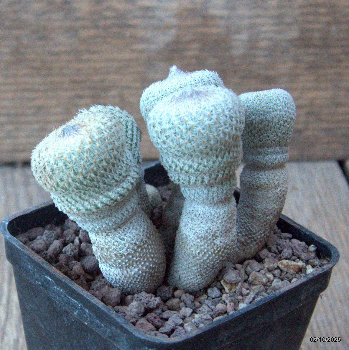 D6816 EPITHELANTHA MICROMERIS MONSTER pot7-H8-W9 cm MaMa Cactus