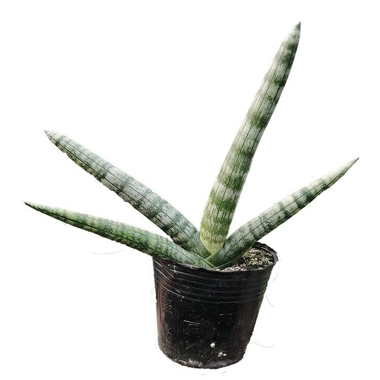 Sansevieria Cylindrica Boncel (Starfish Sansevieria) Snake Plant Mini Sta US