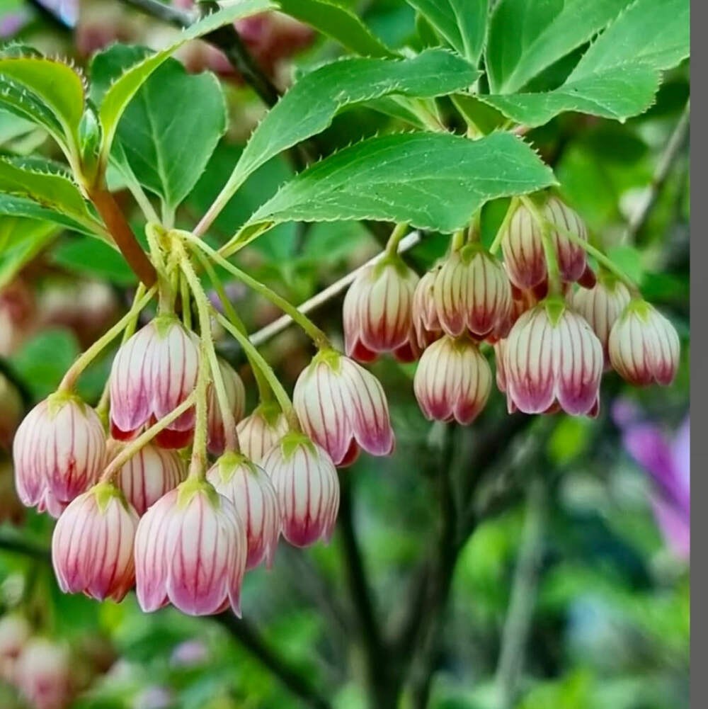 Enkianthus campanulatus 40-50cm | Redvein enkianthus | Bellflower enkianthus – R