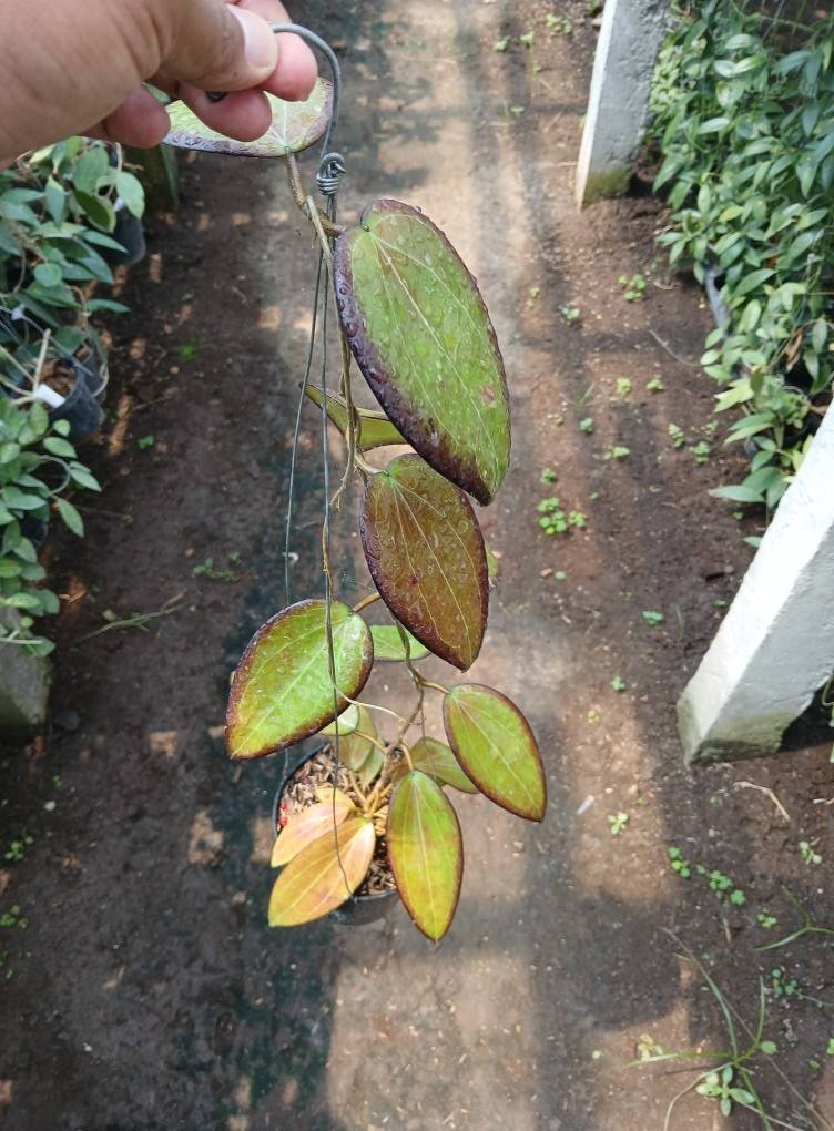 Real Picture Black Margin. (H. Glabra sumatra x H. Rindu rafflesia) Red