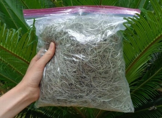 Fresh Florida Dried RED Spanish Moss: 1 Gallon size, Air Plant, Florist, Craft