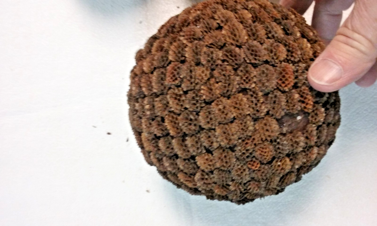 3 Brown Seed Pod Mosaic Decorative Ball Ornaments 5″ to 6″ & 4″ to 5″ wide