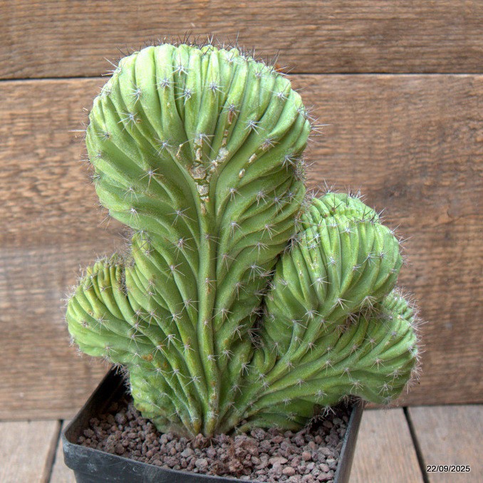 D6546 POLASKIA CHICHIPE CRESTED pot12-H20-W18 cm MaMa Cactus