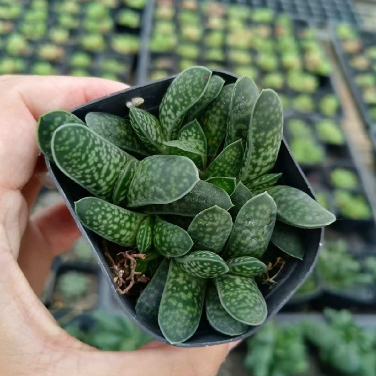 Rare Succulent Plants | Live House Plants for Home Office and Garden Decor