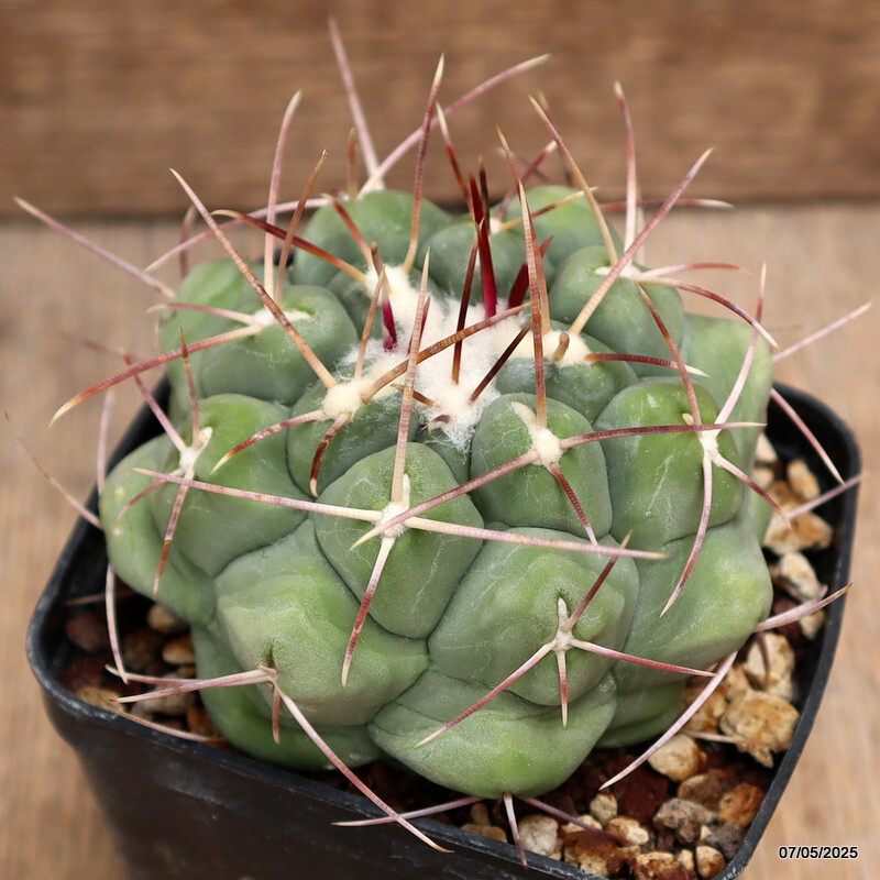 D3918 THELOCACTUS HEXAEDROPHORUS pot8-H6-W9 cm MaMa Cactus