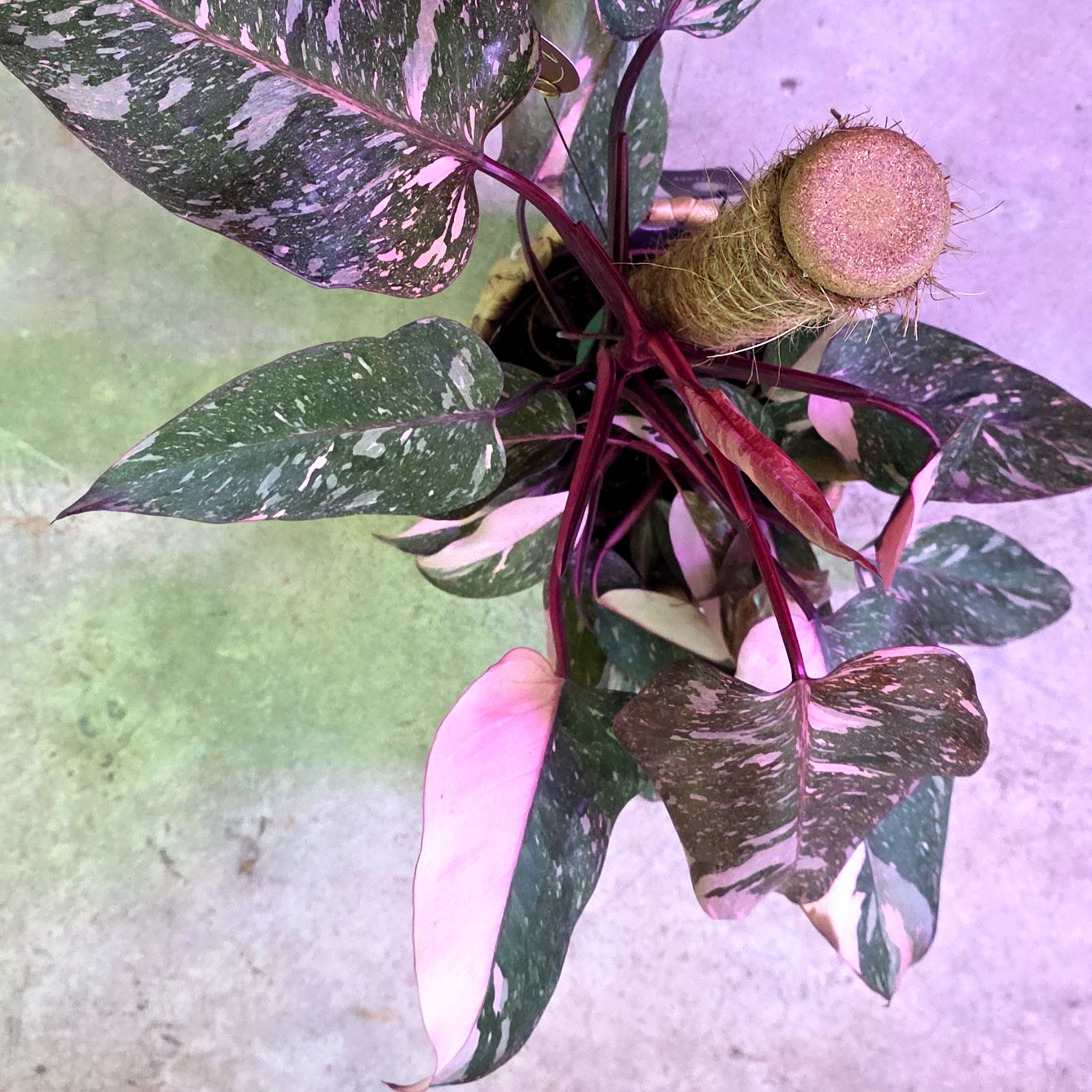 Pink Princess ‘Marble Galaxy’ 6 inch pot “Pick your 6″ pot from video”