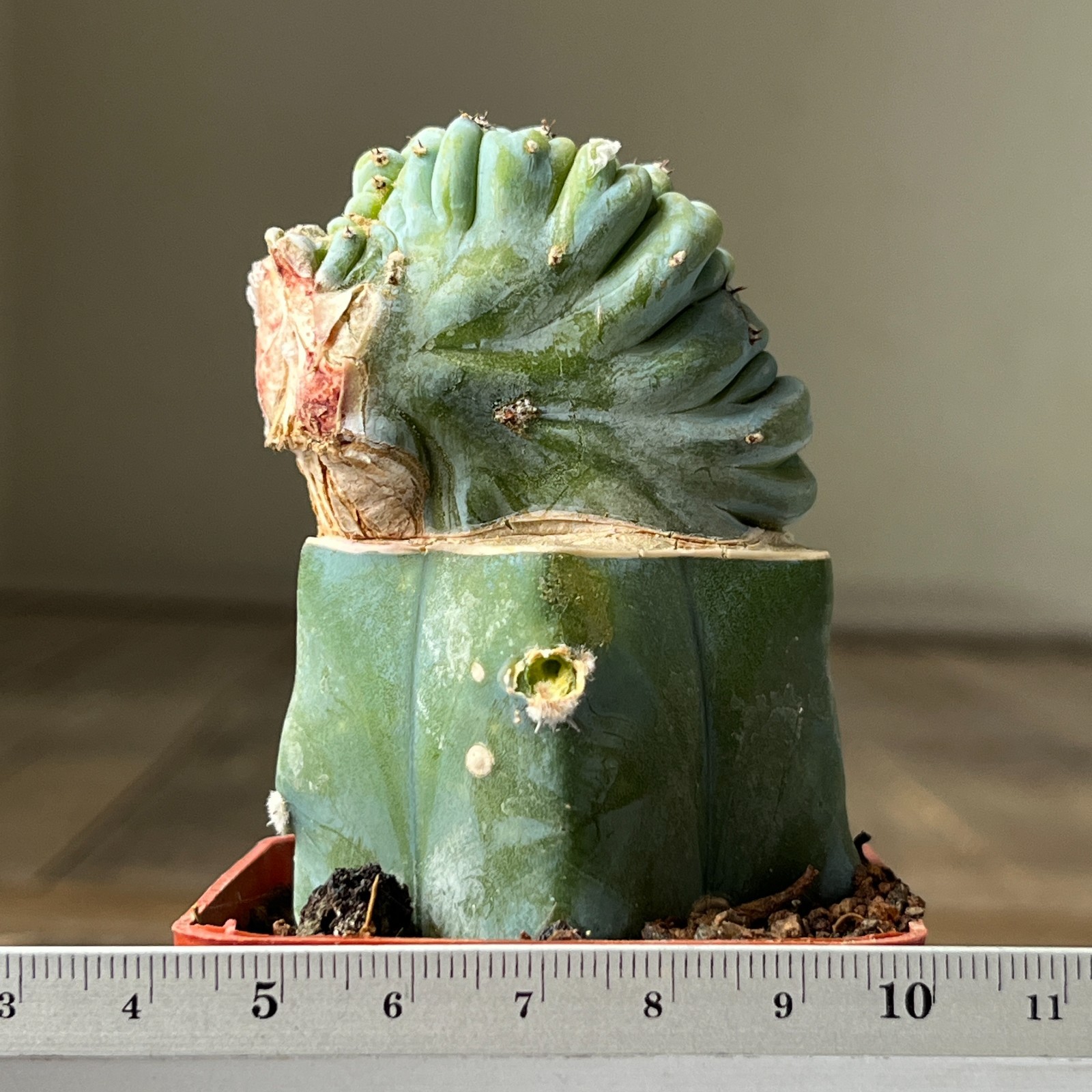 A17-875 Myrtillocactus geometrizanz f. cristata, grafted