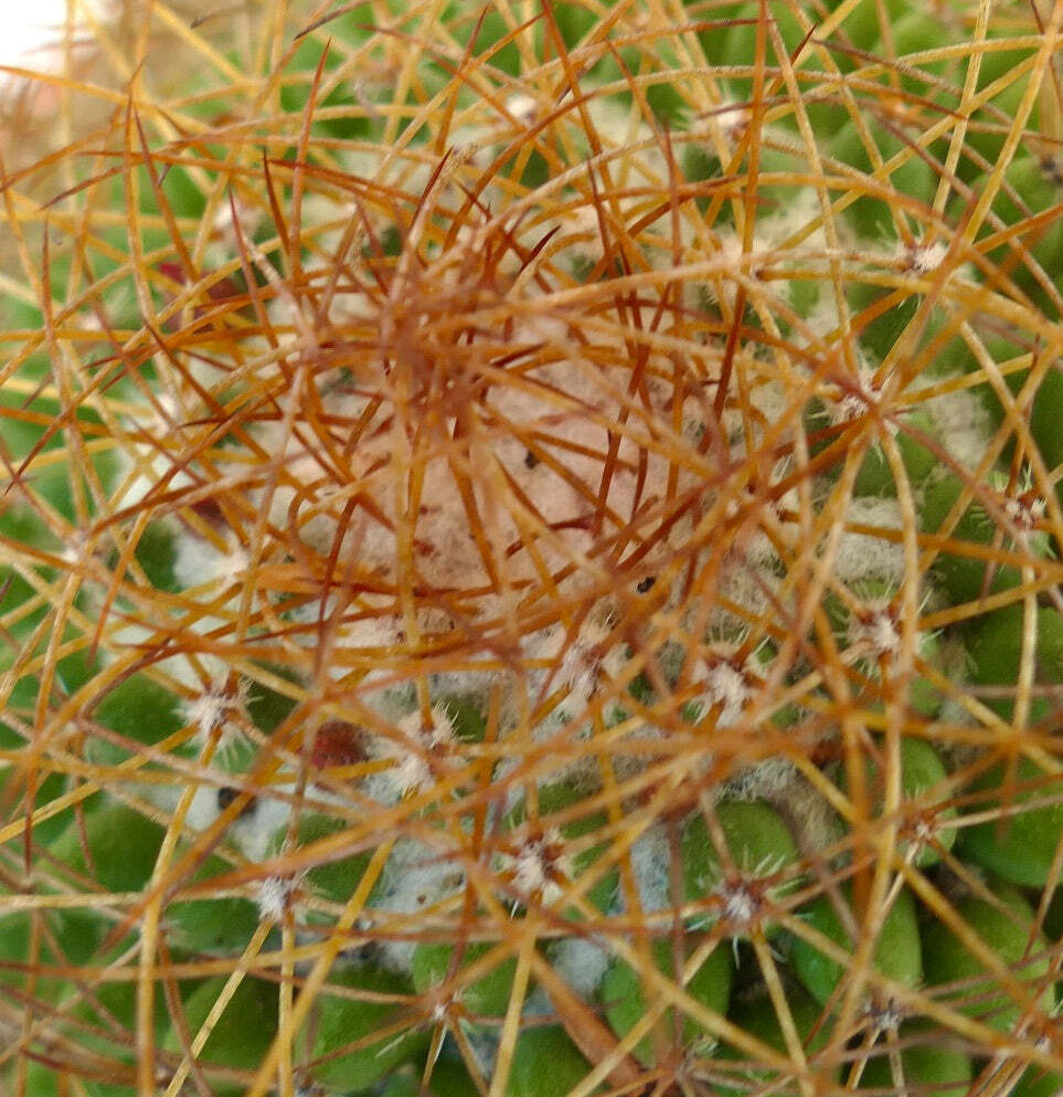 Mammillaria parkinsonii REP 2363 Pena Miller, Querétaro, Mexico –