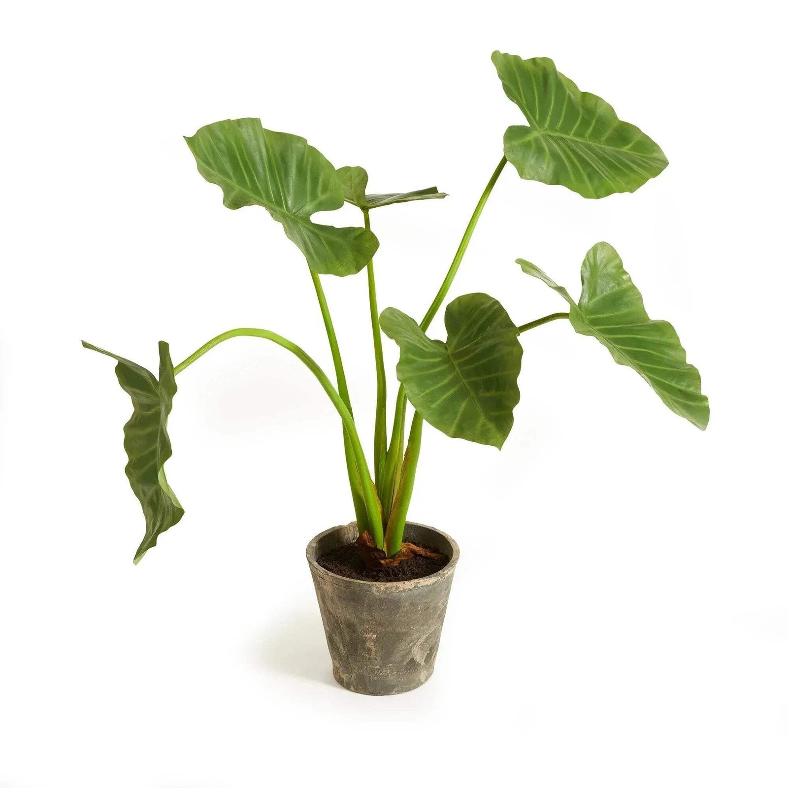 Artificial Elephant Ear Plant – Organic Design, 42″ Tall