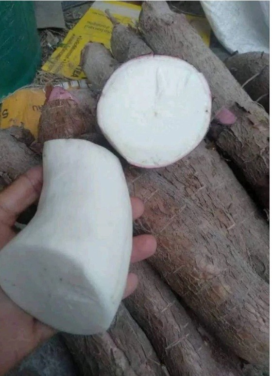 5 Pcs Yellow CASSAVA Manihot esculenta Fresh Cutting