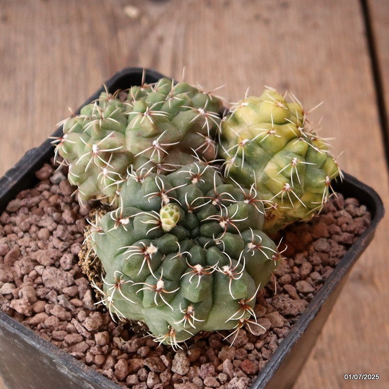 D5000 GYMNOCALYCIUM BALDIANUM VARIEGATED pot10-H6-W10 cm MaMa Cactus