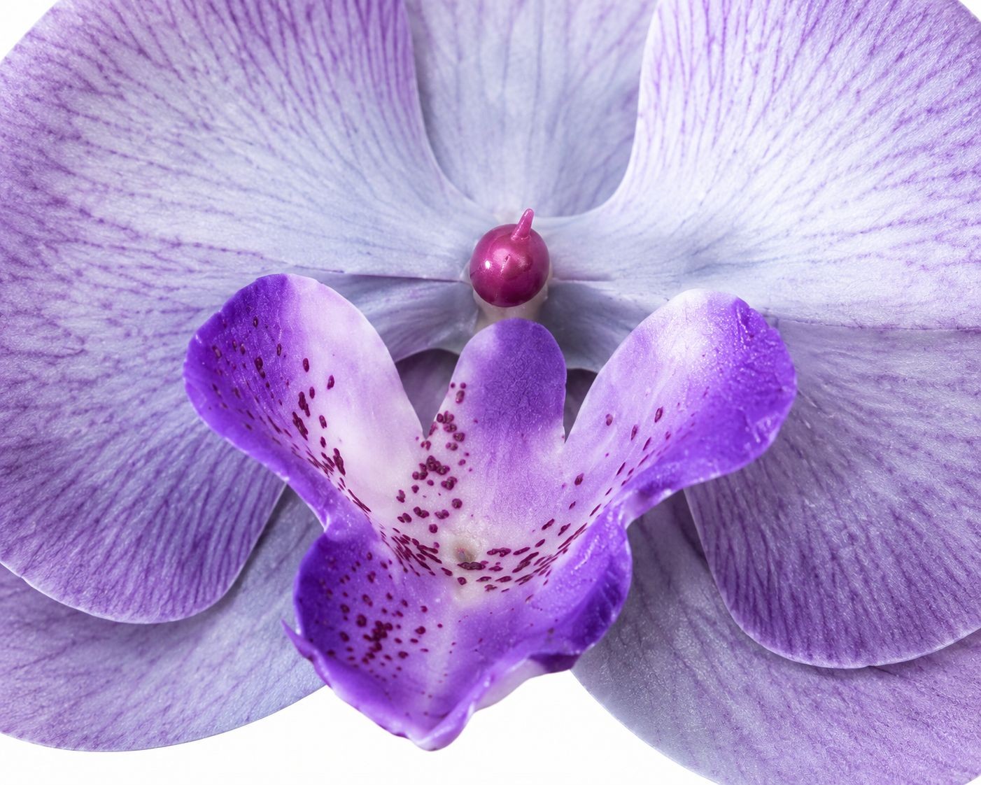 Set of 2 Lavender Purple Orchid Flower Heads 3.5 Inch Faux Floral Corsage Craft