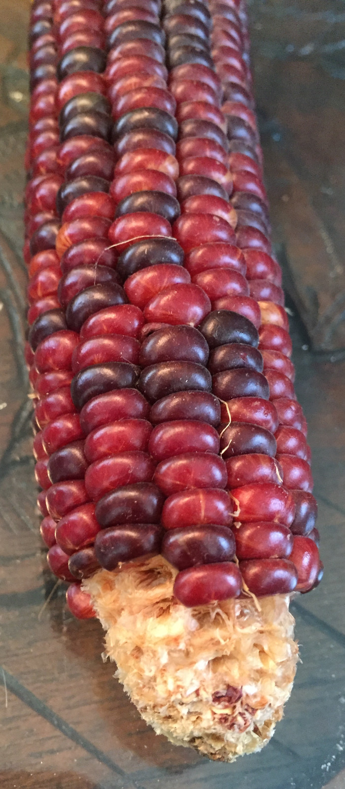 native american Indian Corn various lengths Thanksgiving Fall Decor