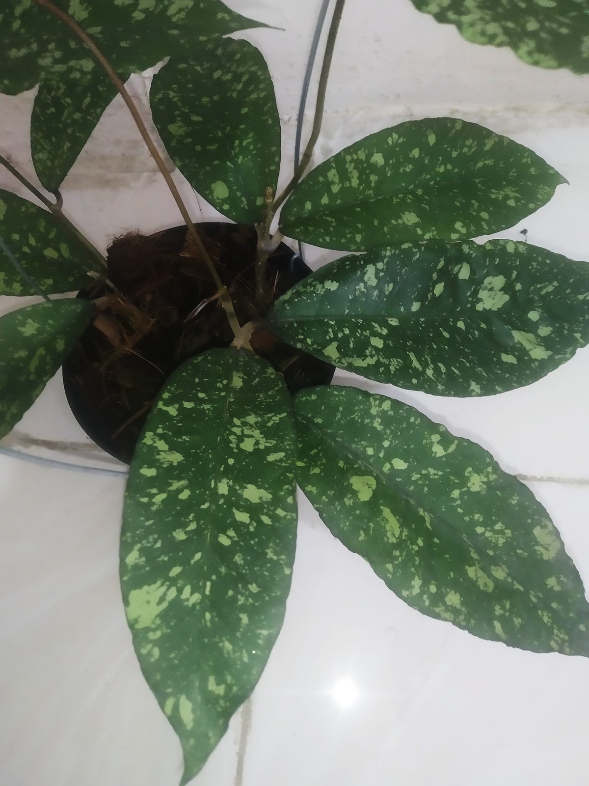 Hoya SP Aceh Honey Dew Rare Tropical Indor Outdor Wax Plant