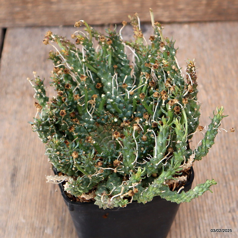 A8771 EUPHORBIA GORGONIS pot8-H9-W15 cm MaMa Cactus