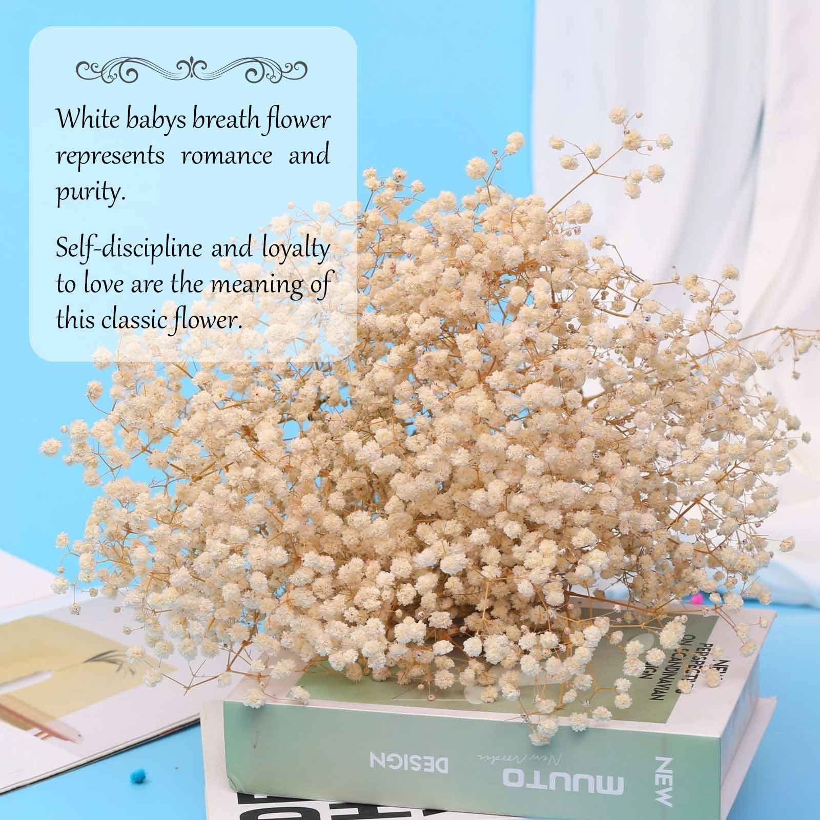 Dried Babys Breath Flowers Bouquet 17 Inch 5000+ Ivory White DIY Decor 6oz