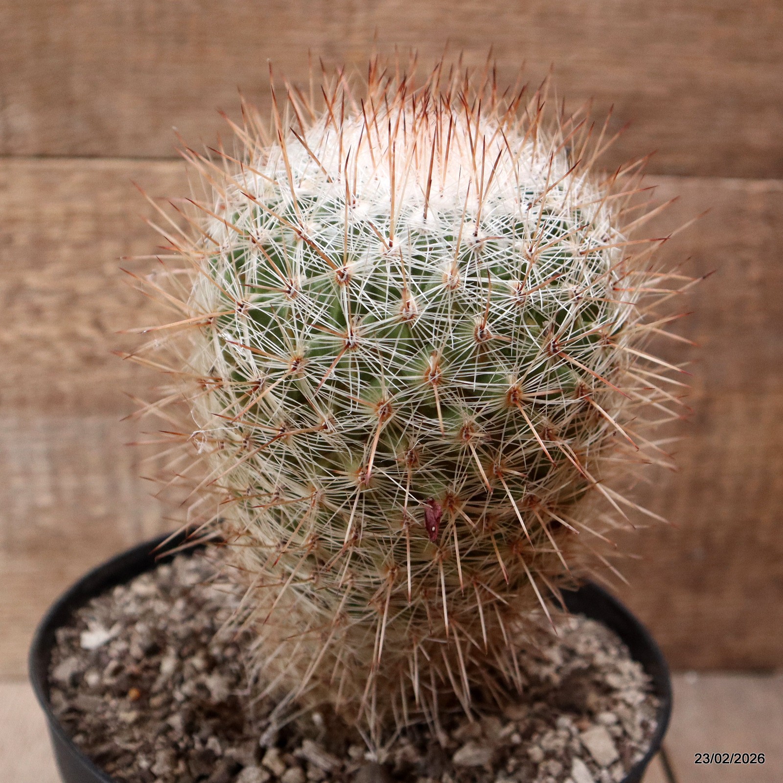 D7894 THELOCACTUS MACDOWELLII pot18-H19-W11 cm MaMa Cactus