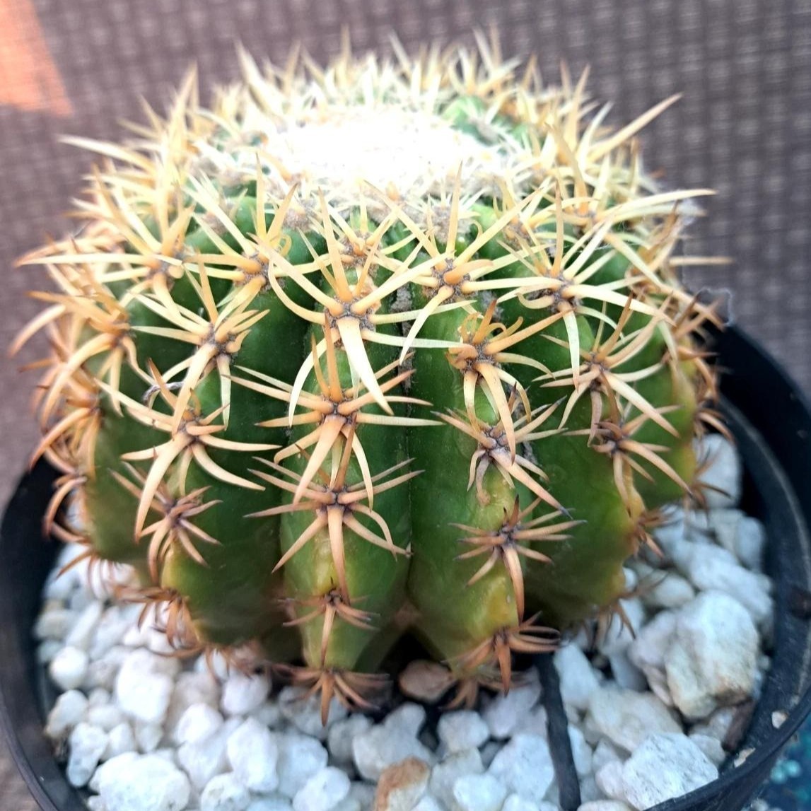 Astrophytum asterias Beautiful Raresucculent Garden Plants MIni CaCtus