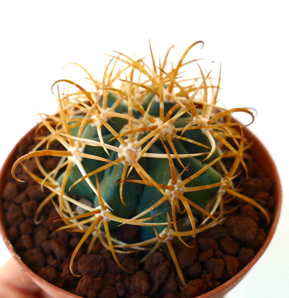Ferocactus chrysacanthus YELLOW ORANGE SPINES – Golden barrel cactus | Fire barr