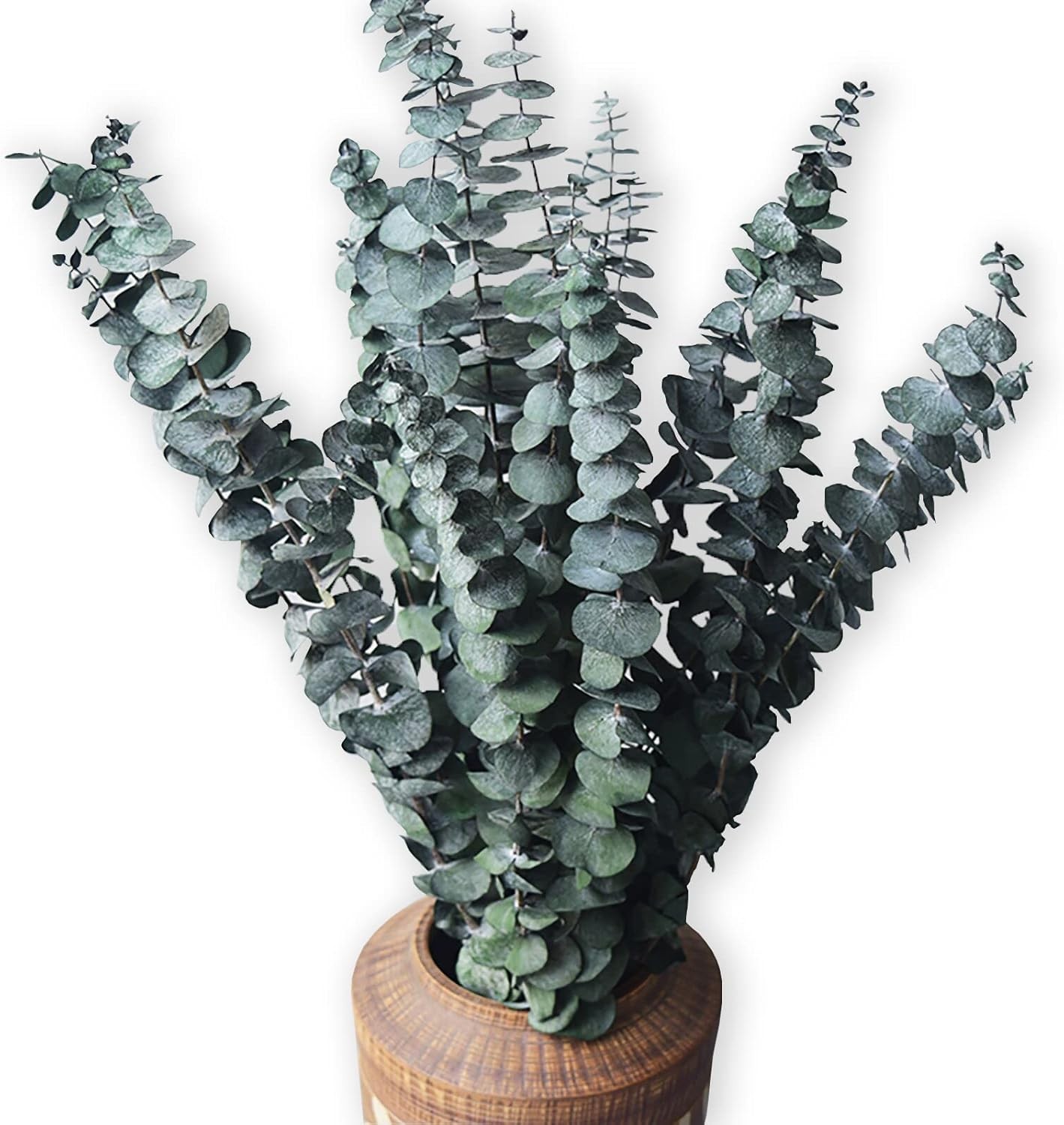 Eucalyptus for Shower 10 Pcs Hanging Dried Eucalyptu Stems 17″ Real