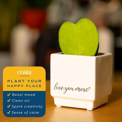 Live Plant in Decorative 4-5 Inches Tall Cute Décor Love Plant Pot Hoya Heart