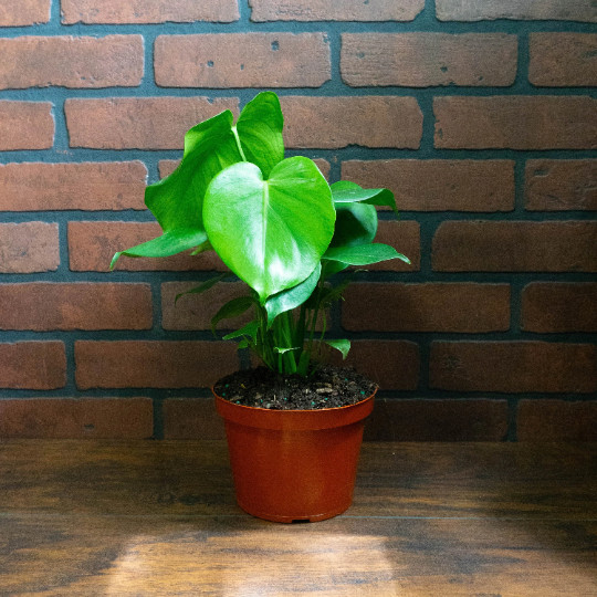 Monstera Deliciosa Tropical Split Leaf Plant in 6 inch Pot | Indoor and Outdoor