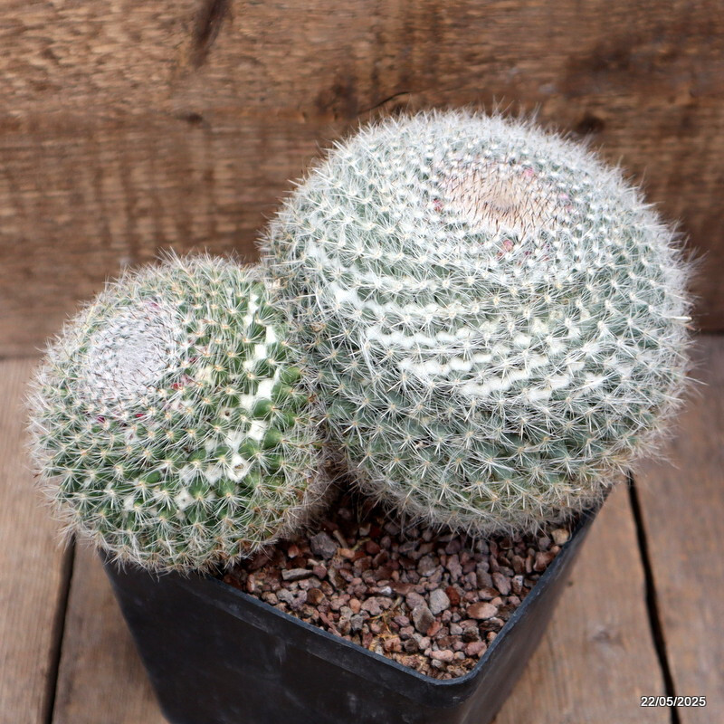 D4306 MAMMILLARIA HANIANA pot14-H13-W22 cm MaMa Cactus