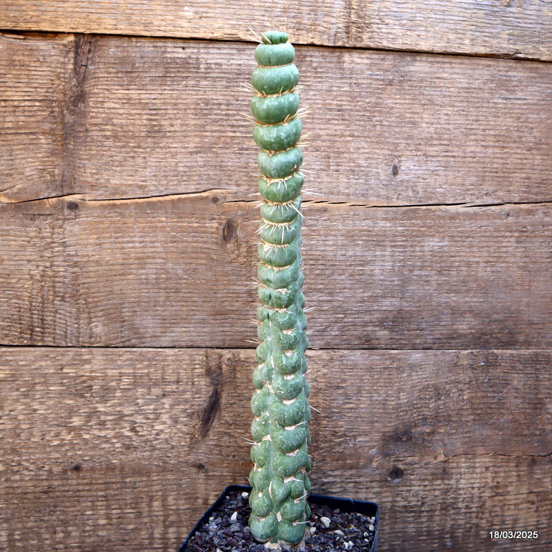 A6886 EULYCHNIA CASTANEA SPIRALIS pot12-H28-W6 cm MaMa Cactus
