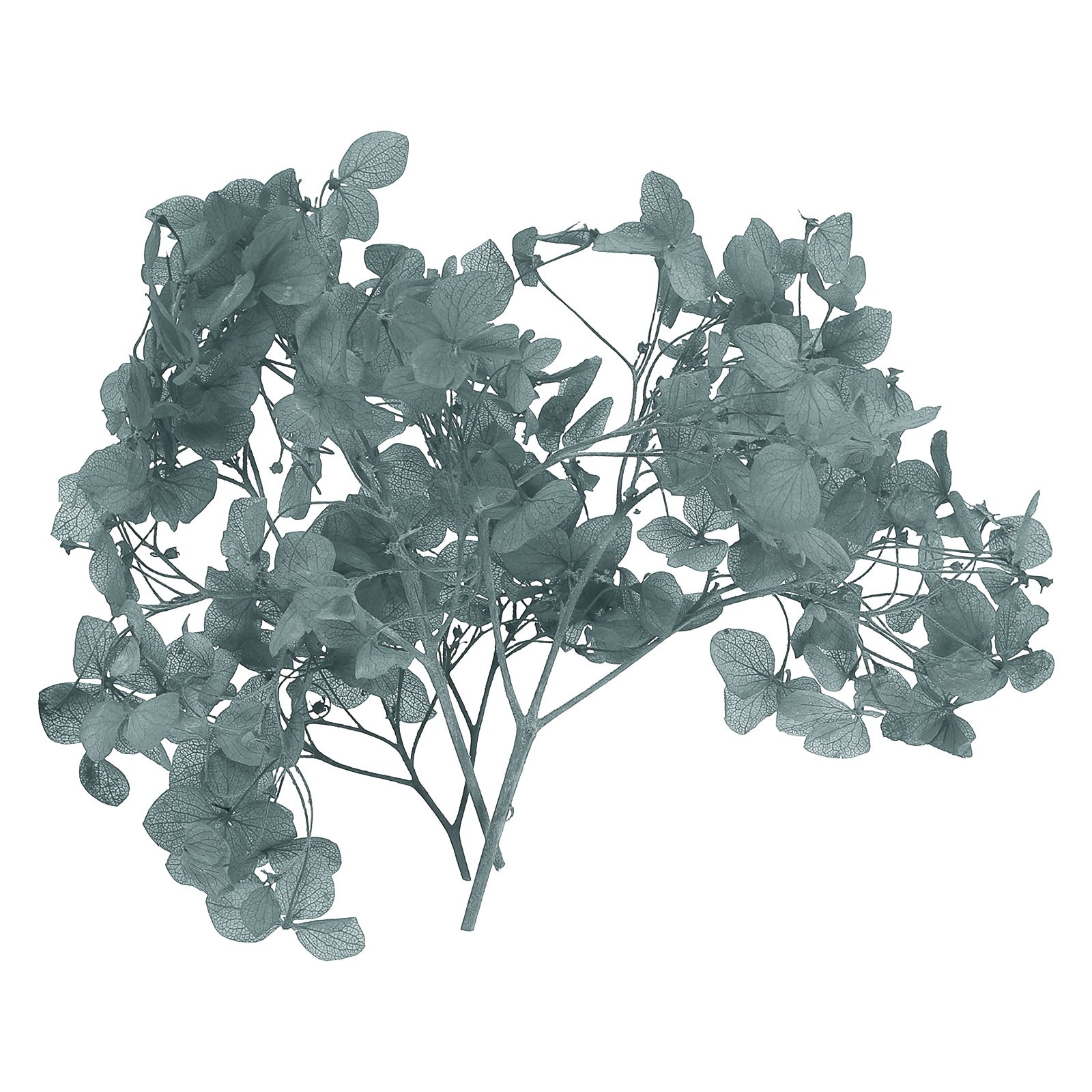 10g Mini Dried Hydrangea Flower Natural Pressed Flower Real Hydrangeas Gray