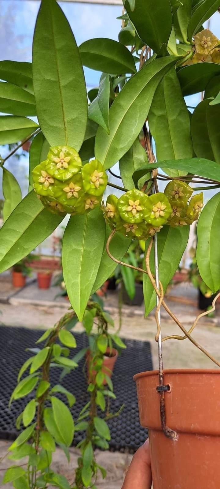 Hoya Danumensis Ssp Amarii Rare Tropical Wax Plant