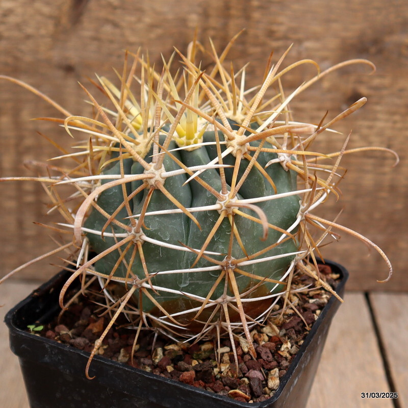 D3090 FEROCACTUS CHRYSACANTHUS STRONG SPINES pot10-H6-W7 cm MaMa Cactus
