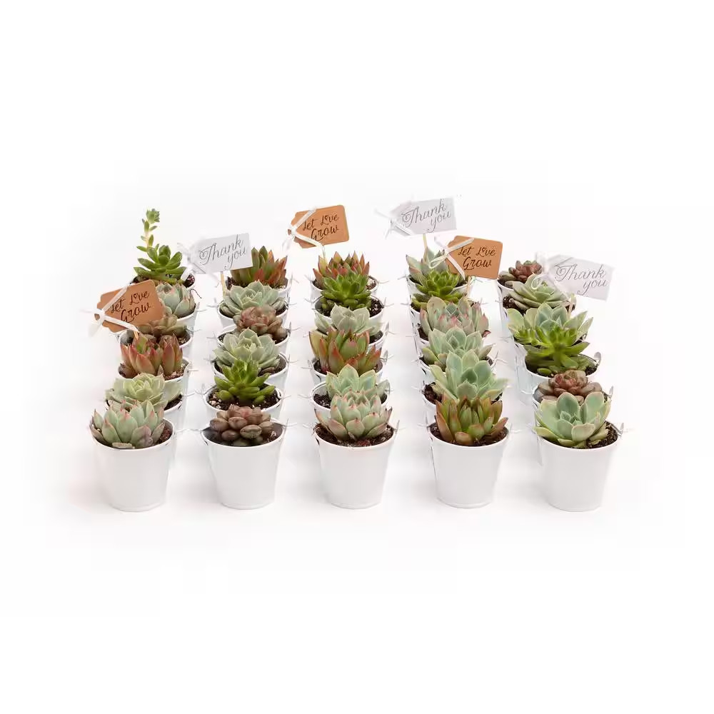 2 In. Wedding Event Rosette Succulents Plant with White Metal Pails and Thank Yo
