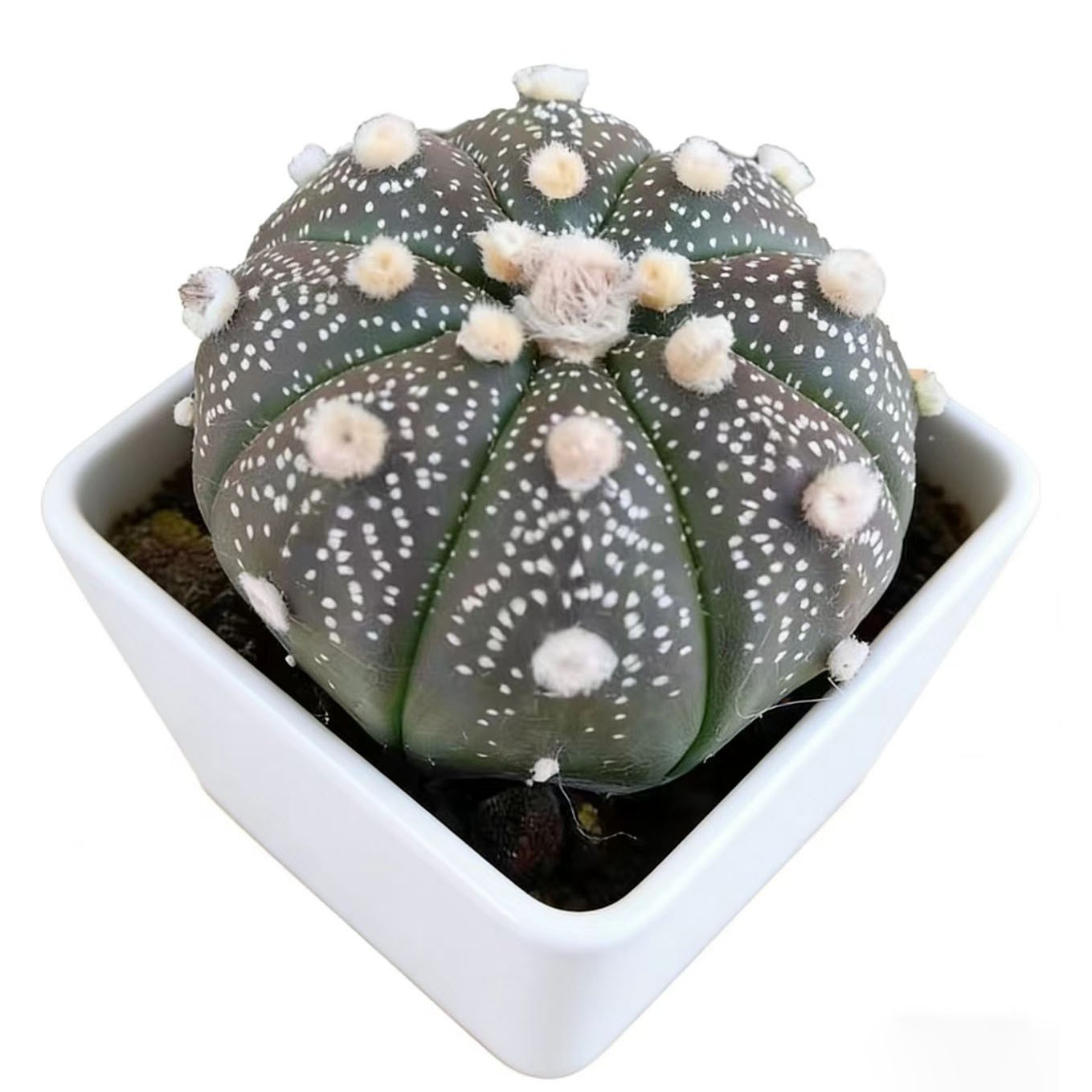 No Spine Star Cactus (Astrophytum asterias) Perfect for Home & Office Decor