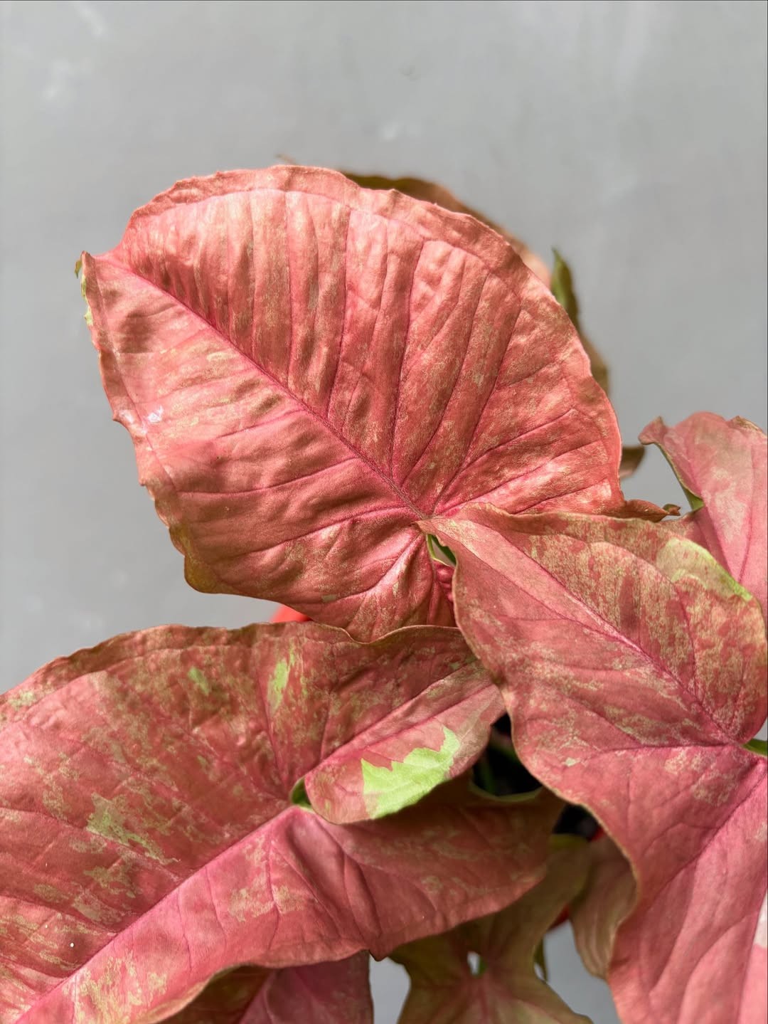 Syngonium Pink Venom Real Picture Large Size Free Phito
