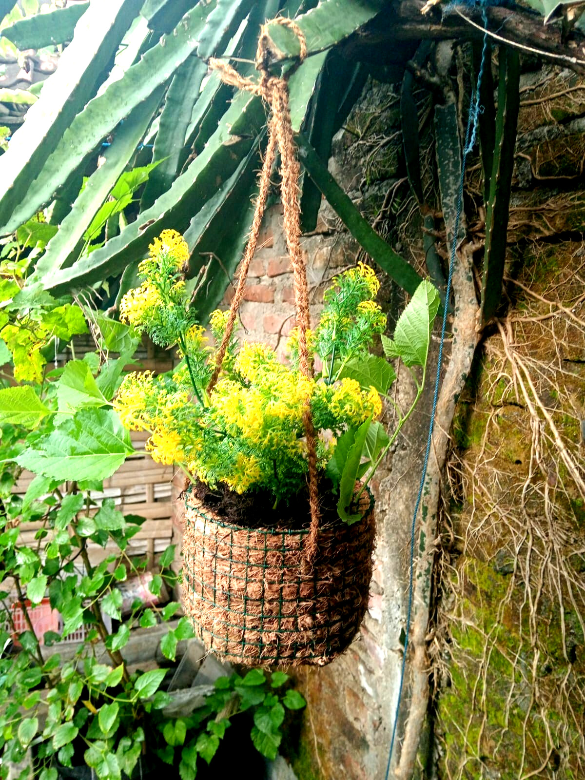 Cocopit pot-natural coconut fiber planter