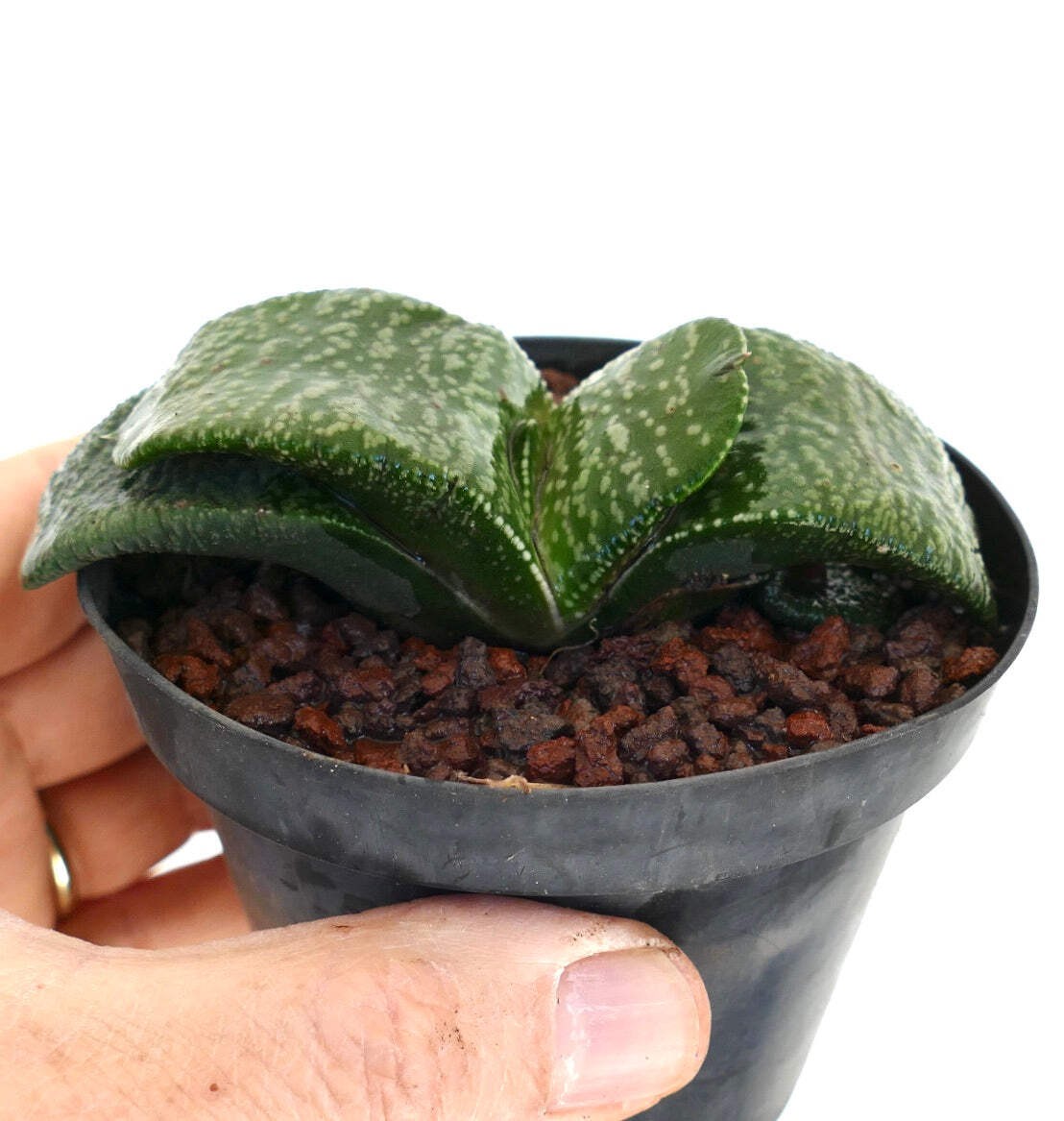 Gasteria armstrongii FAT & STRONG LEAVES (DE LONGHI) – Armstrong’s gasteria | Ar