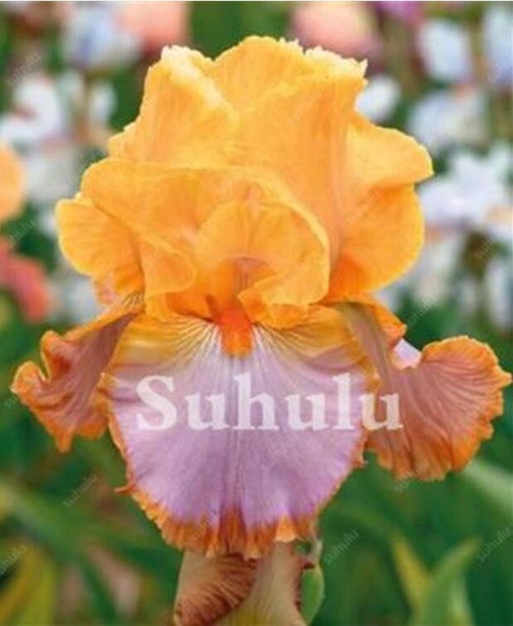(10) IRIS SEEDS rare exotic flower home blossom garden plant USA SELLER W/TRACK