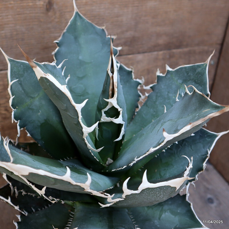 D3112 AGAVE TITANOTA COMPACT FORM pot18-H22-W265 cm MaMa Cactus
