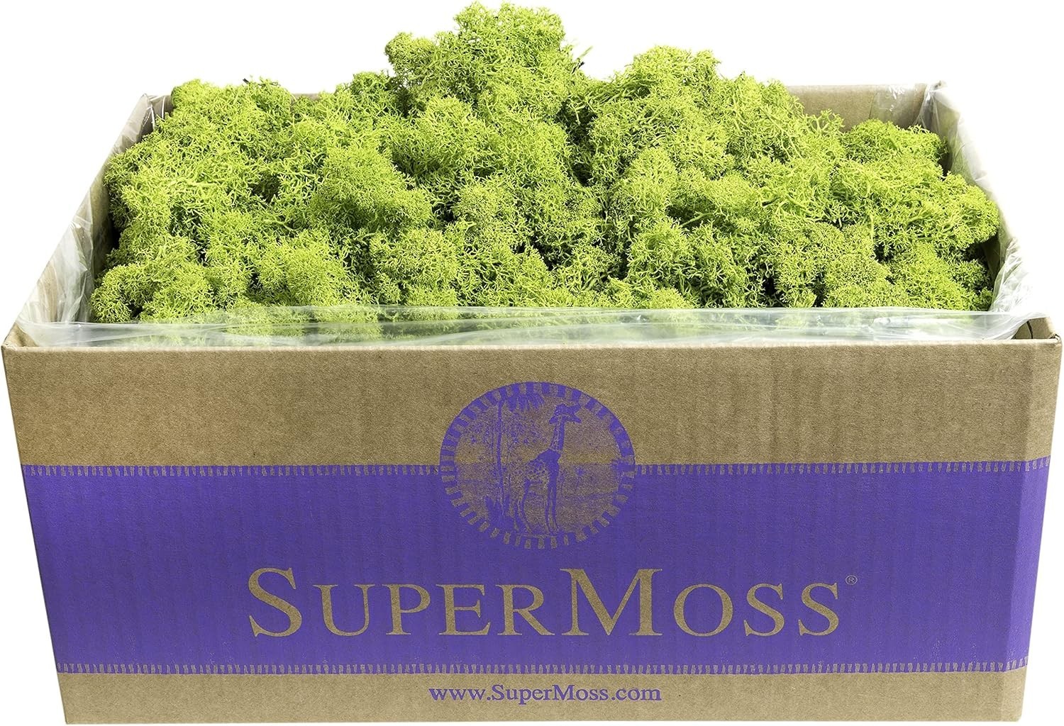 Vibrant Chartreuse Reindeer Moss 3lbs – Preserved Craft Plant Cover