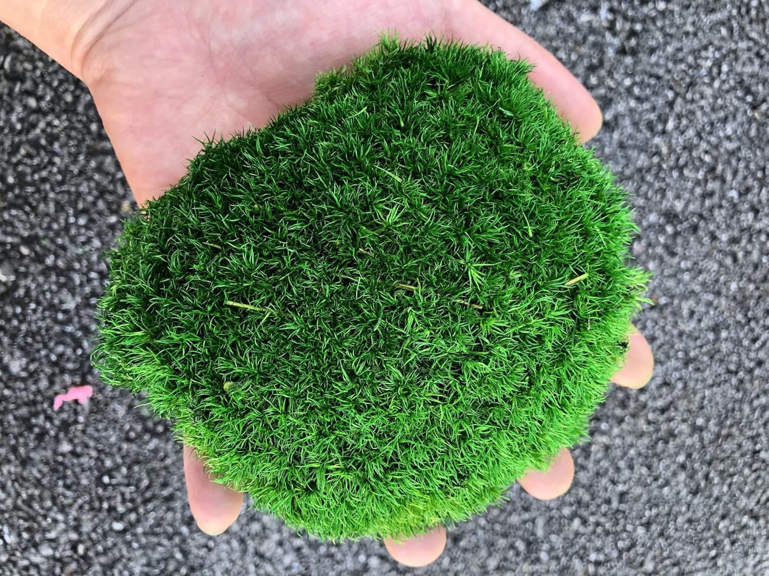 Real Natural Preserved Pole Moss Pillow Bun Cushion Green Decorative 1.5 Sq Ft