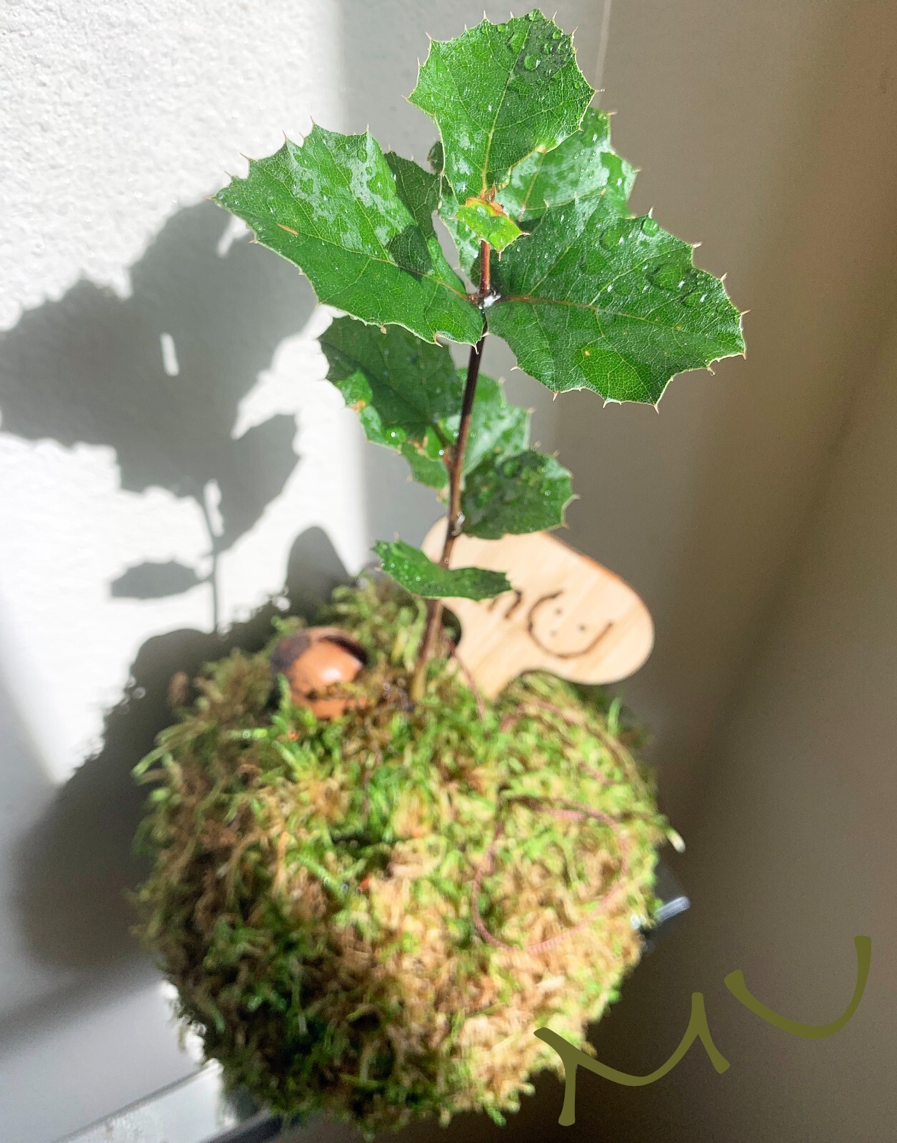 1 SMALL PALM SIZE BONSAI CALIFORNIA COASTAL LIVE OAK ACORN KOKEDAMA