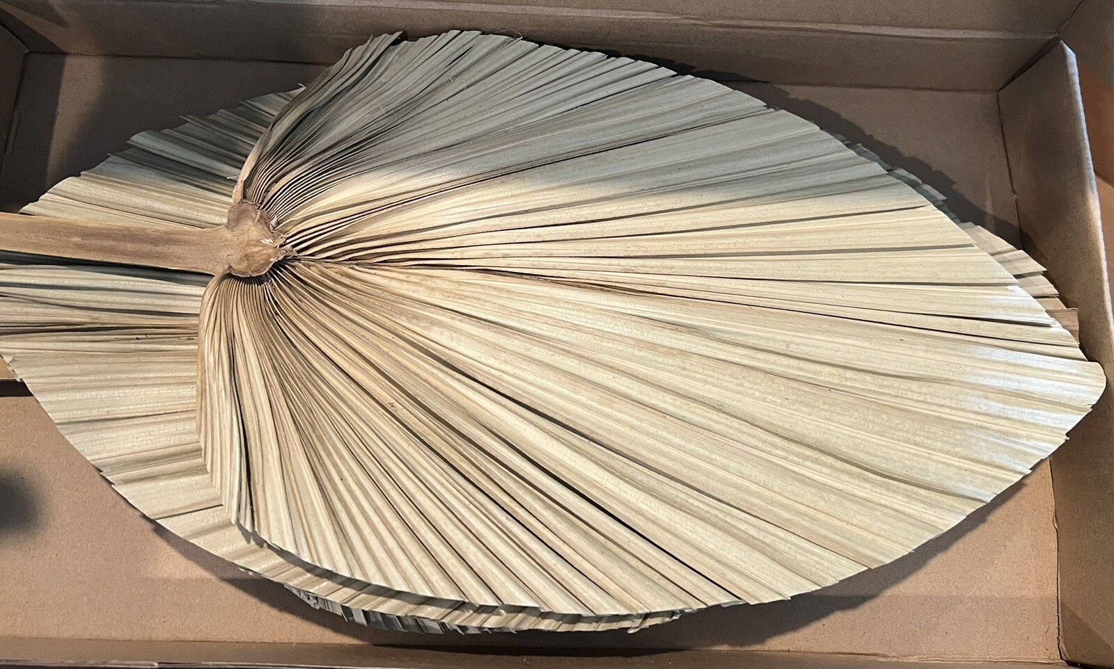 Natural Large Dried Palm Leaves 3 Pc 17.7 in Dried Palm Spears Boho – A0114