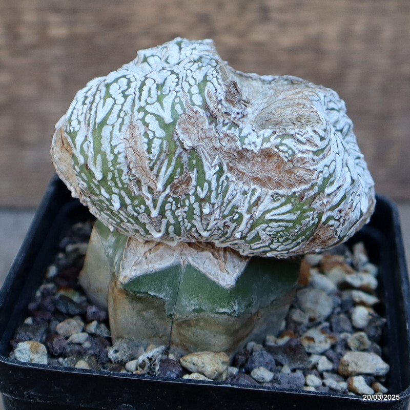 A4878 ASTROPHYTUM SUPERKABUTO “V” TYPE GRAFT pot9-H8-W8 cm MaMa Cactus