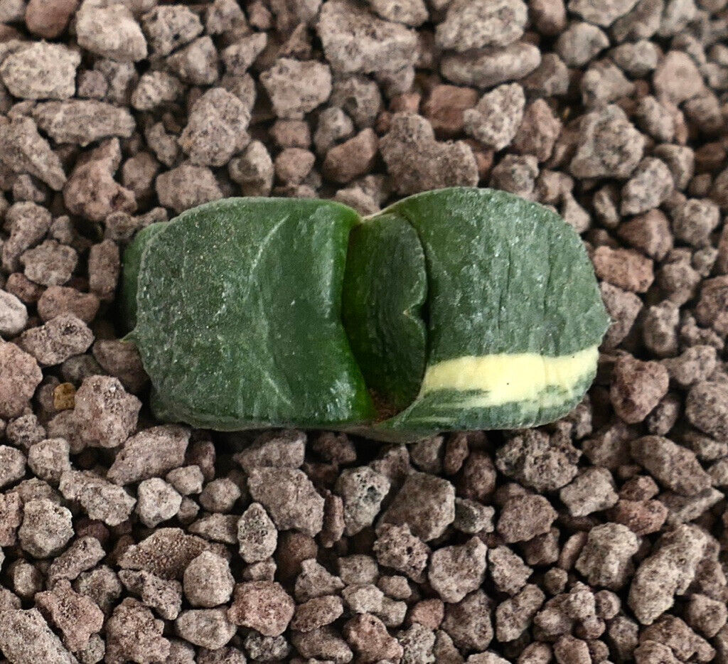 Gasteria armstrongii cv RIO GRANDE –